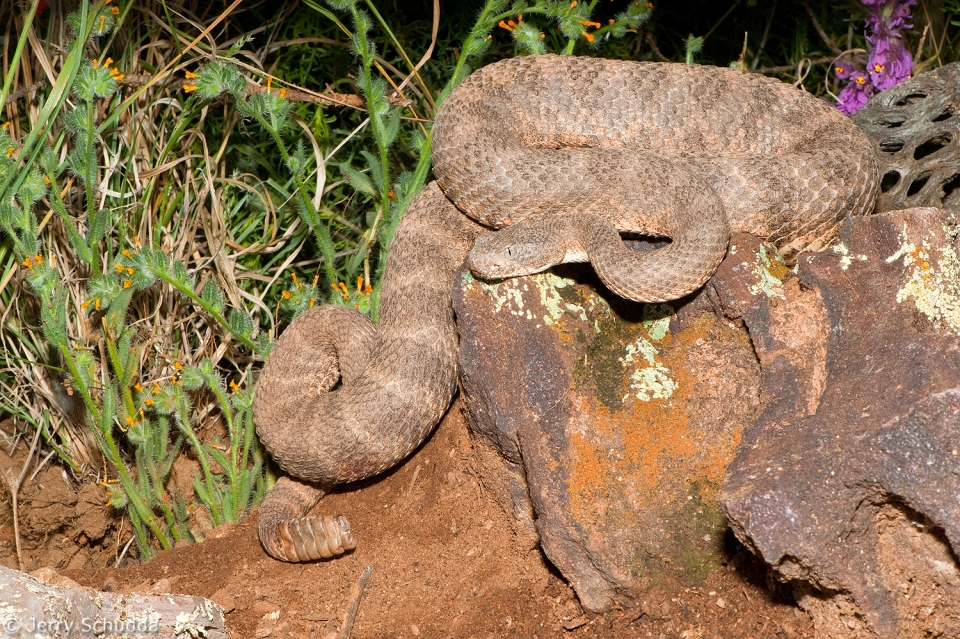 Tiger Rattlesnake