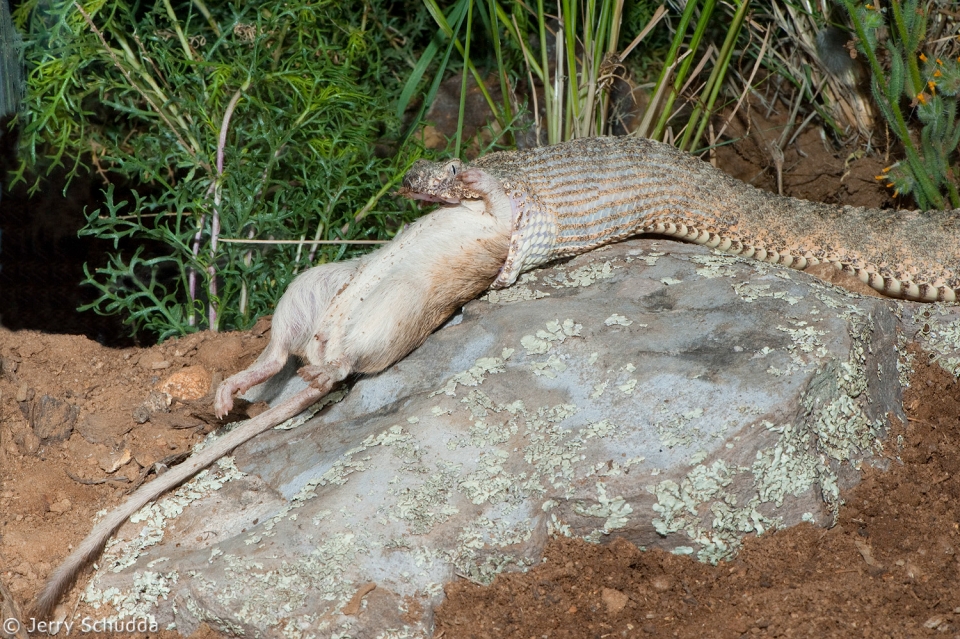 Tiger Rattlesnake 5