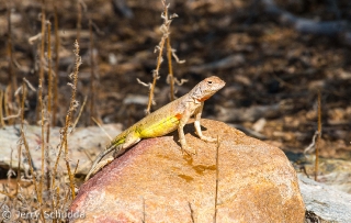 Lesser Earless Lizard 2