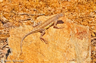 Lesser Earless Lizard