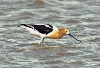 American Avocet 1