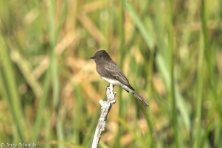 Black Phoebe 1