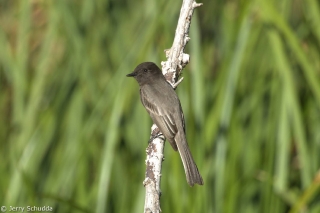 Black Phoebe 2