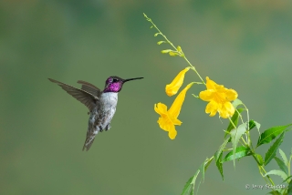 Costa's Hummingbird 2