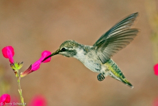 Costa's Hummingbird 1