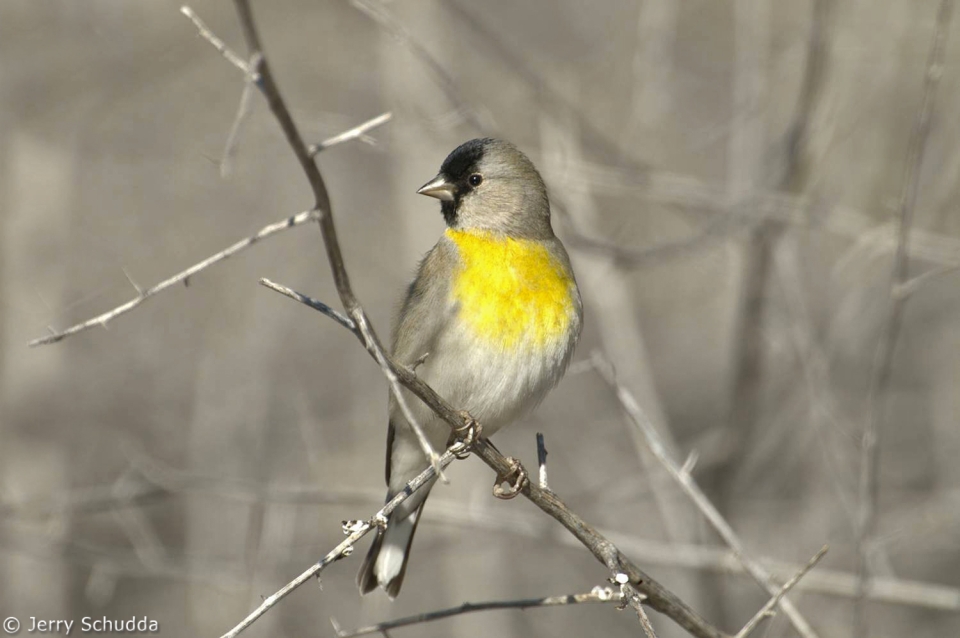 Lawrence's Goldfinch 1