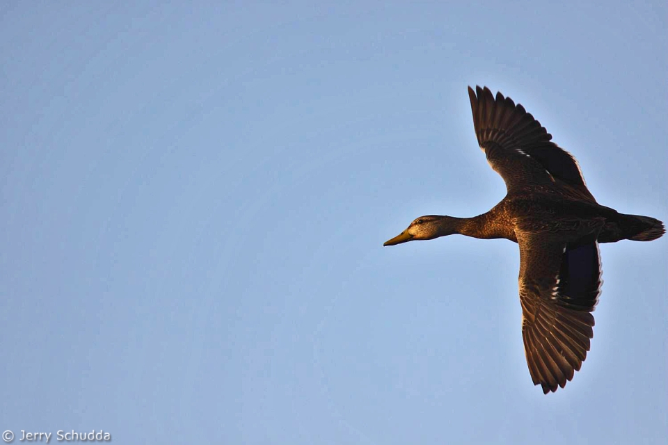 Mexican Mallard 1