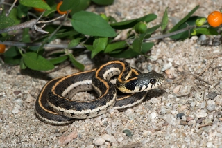 Black-necked Gartersnake