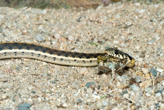 Black-necked Gartersnake 3