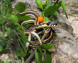 Black-necked Gartersnake 5