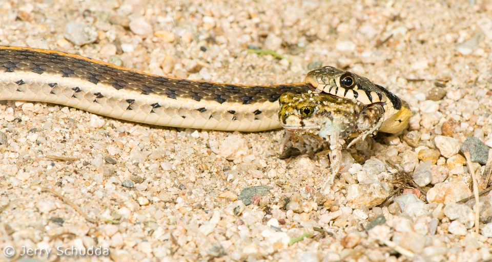 Black-necked Gartersnake eats Red-spotted Toad 4