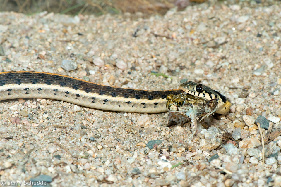 Black-necked Gartersnake 3