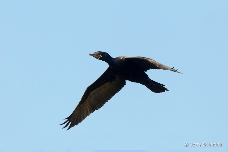Neotropic Cormorant 3