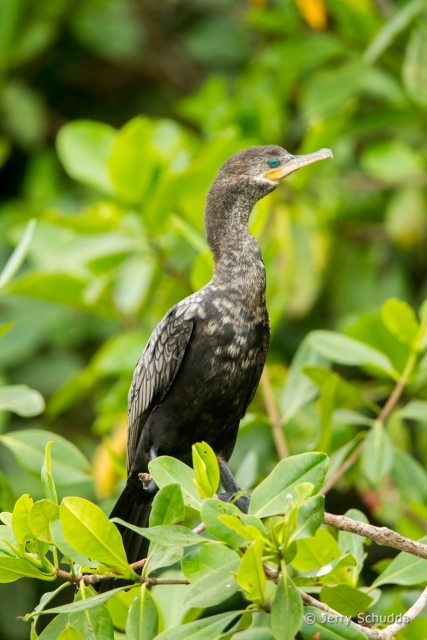 Neotropic Cormorant 1