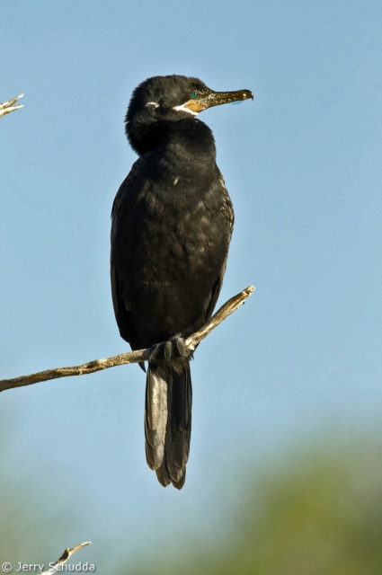 Neotropic Cormorant 1