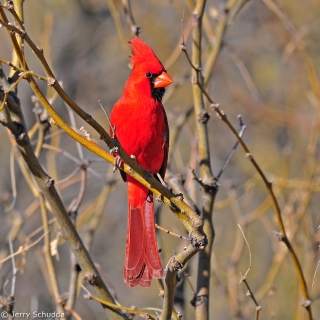 Northern Cardinal 1