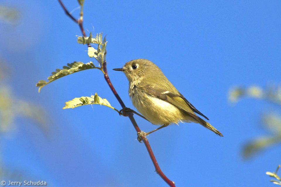 Ruby-crowned Kinglet 1