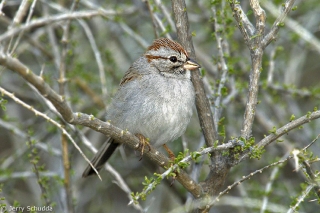 Rufous-winged Sparrow 