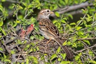 Rufous-winged Sparrow 1