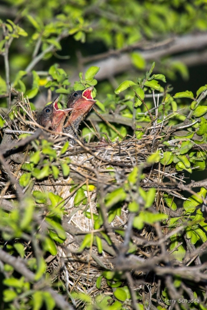 Rufous-winged Sparrows 2