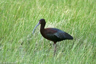 White-faced Ibis 1