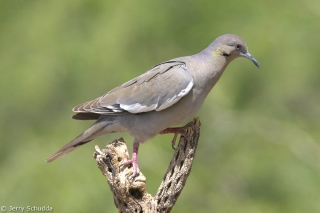 White-winged Dove 2