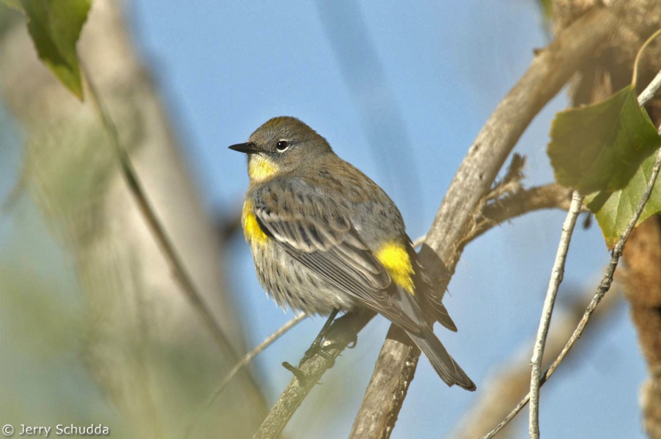 Yellow-rumped Warbler 1