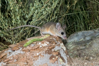 Cactus Mouse