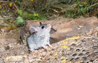 Cactus Mouse 4