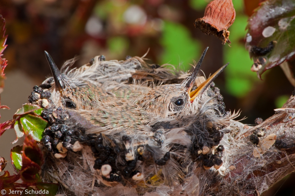 Anna's Hummingbird 1