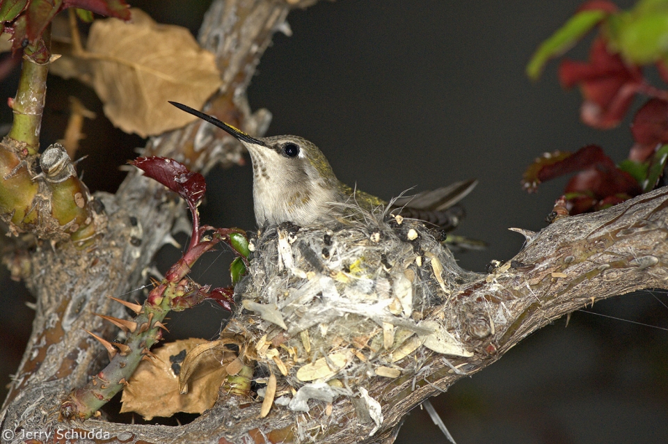 Anna's Hummingbird 2