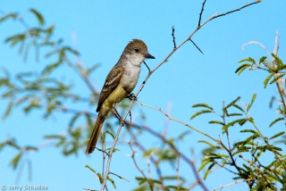 Ash-throated Flycatcher 2