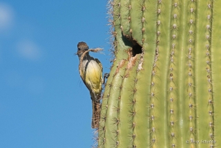 Ash-throated Flycatcher 5