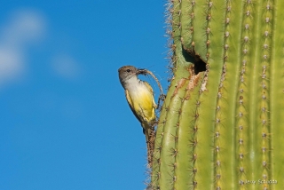 Ash-throated Flycatcher 4