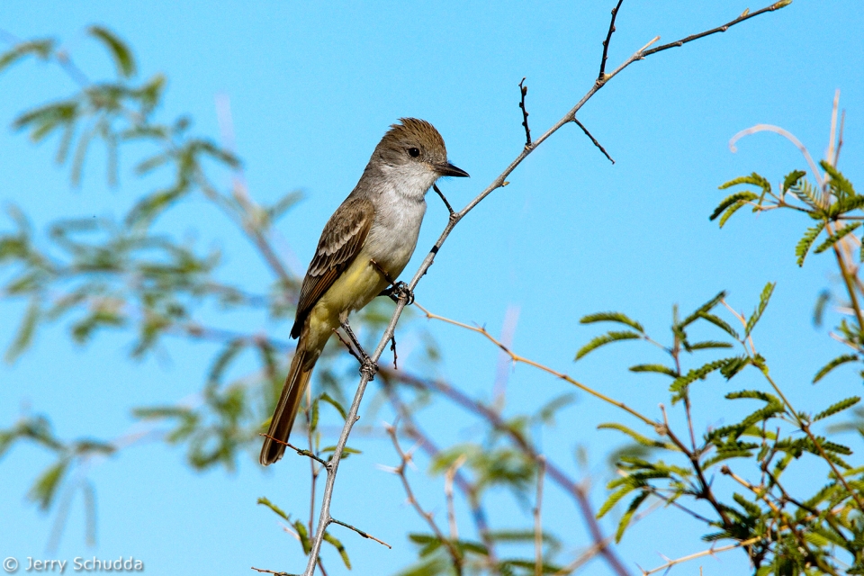 Ash-throated Flycatcher 2