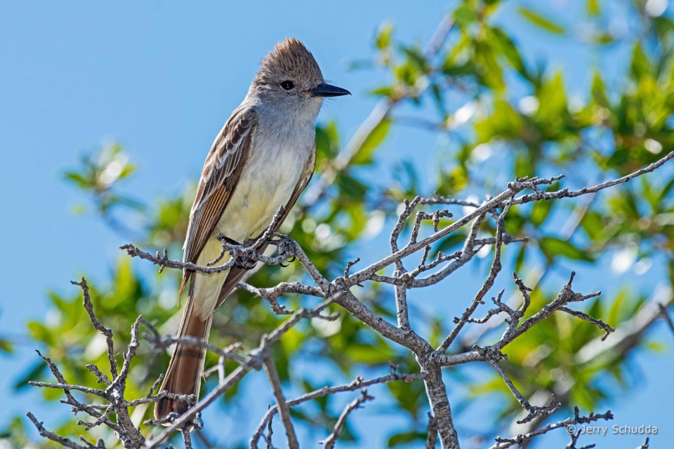 Ash-throated Flycatcher 