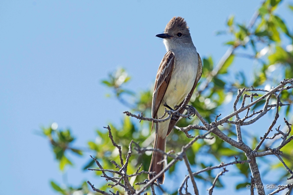 Ash-throated Flycatcher 1