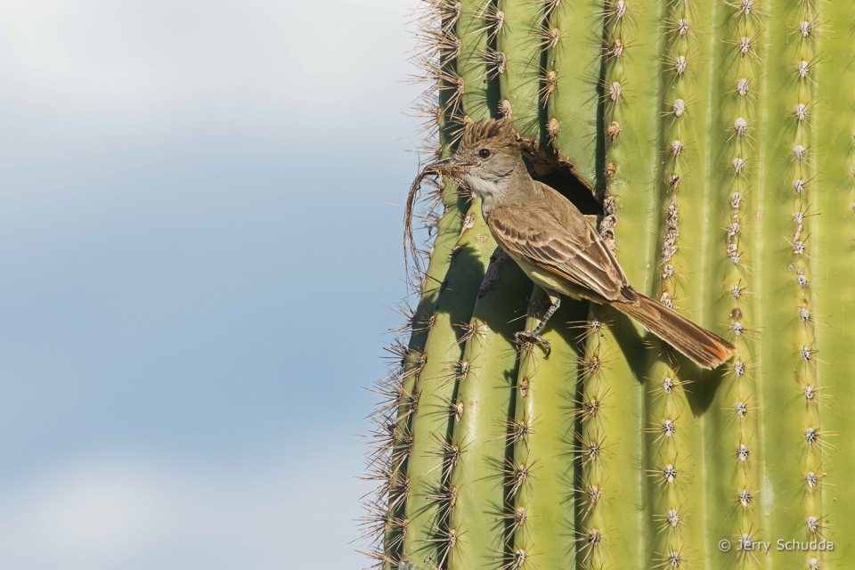 Ash-throated Flycatcher 6