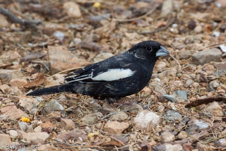 Lark Bunting 2