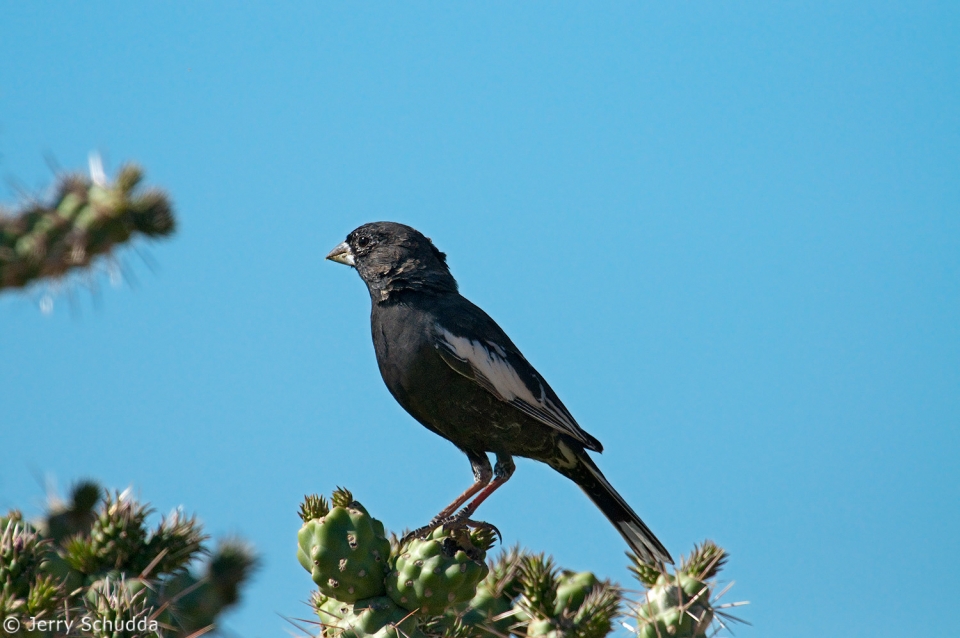 Lark Bunting 1