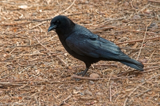 American Crow 1