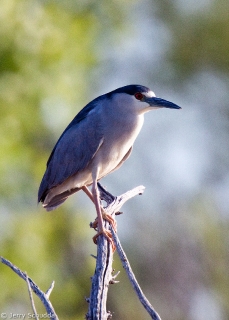 Black-crowned Night Heron 1