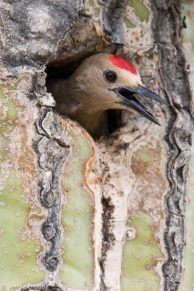 Gila Woodpecker 1