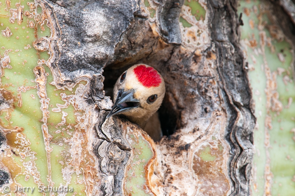 Gila Woodpecker 2