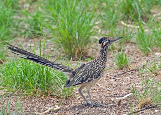 Greater Roadrunner 1