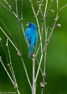 Indigo Bunting 1