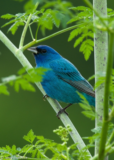 Indigo Bunting 2