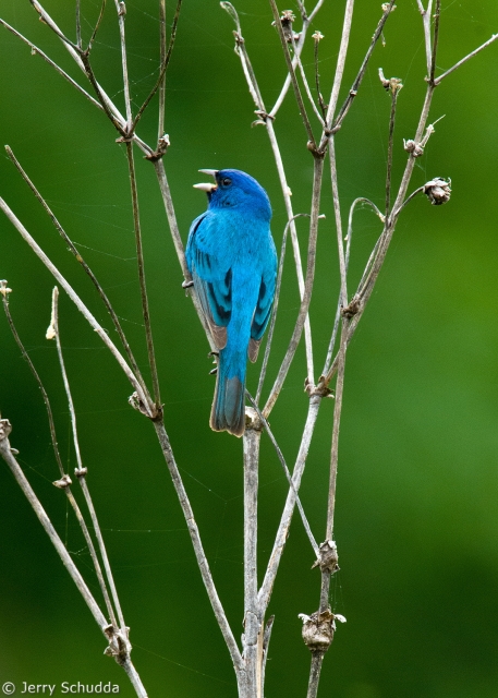 Indigo Bunting 1