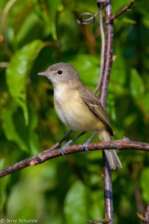 Bell's Vireo 4