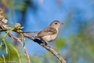 Bell's Vireo